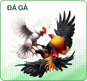 đá gà nk8