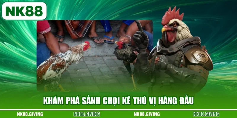 Khám phá sảnh chọi kê thú vị hàng đầu