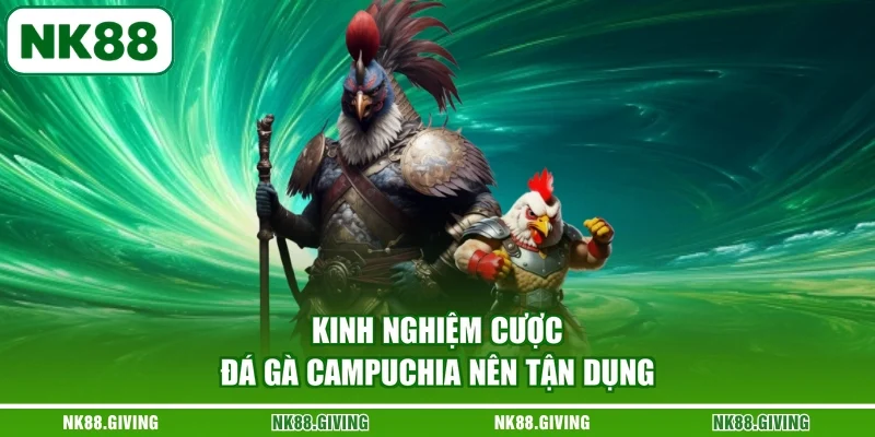 Kinh nghiệm cược đá gà Campuchia nên tận dụng